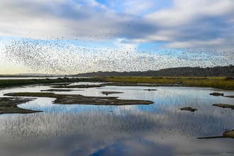 A flock of thousands of birds over the lagoon at Two Tree Island