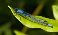 Common blue damselfly - Les Binns / Wildnet